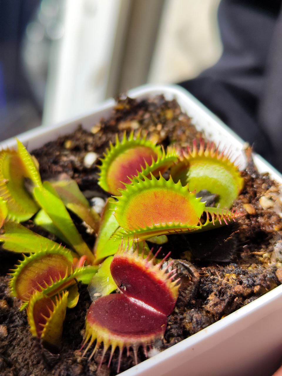 Венерина Мухоловка, Дионея Пятнистая (Dionaea Muscipula Spotty) D9см