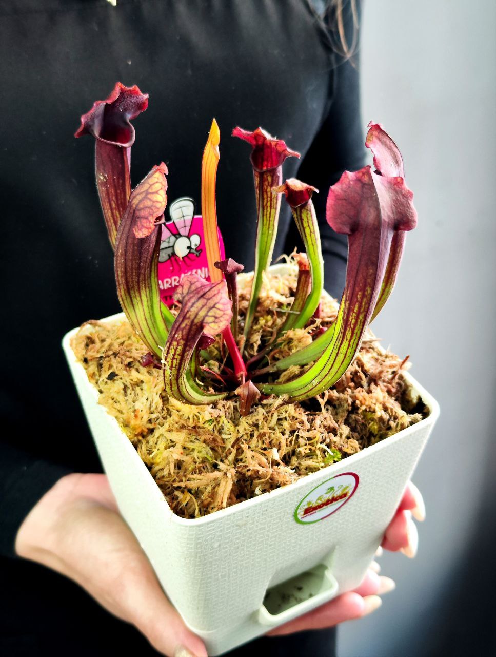 Саррацения Томас (Sarracenia Thomas) пересаженная D12см