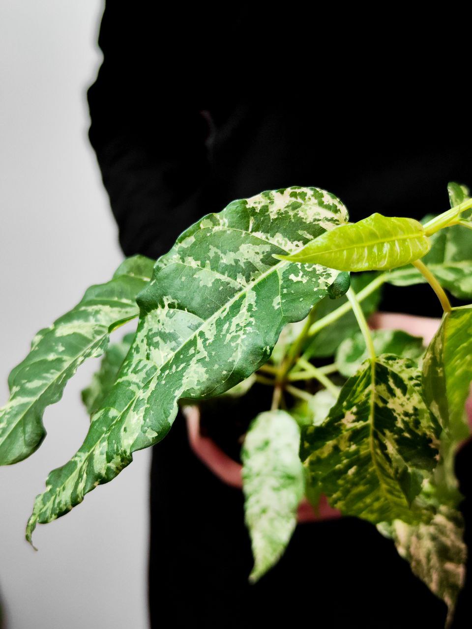 Фикус Сноушторм (Ficus Snowstorm) D8см