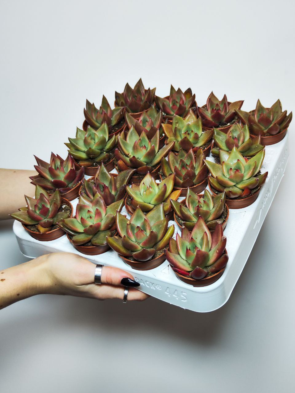 Эхеверия Марс Галакси (Echeveria Mars Galaxy) D5см