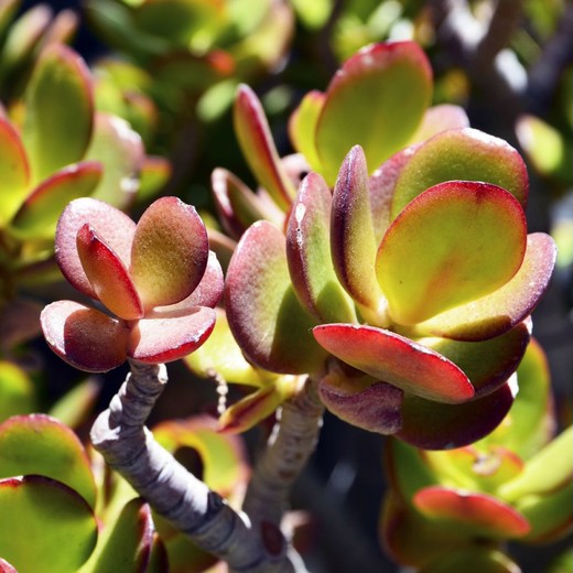 Крассула Овата Минор (Crassula Ovata Minor) D5см