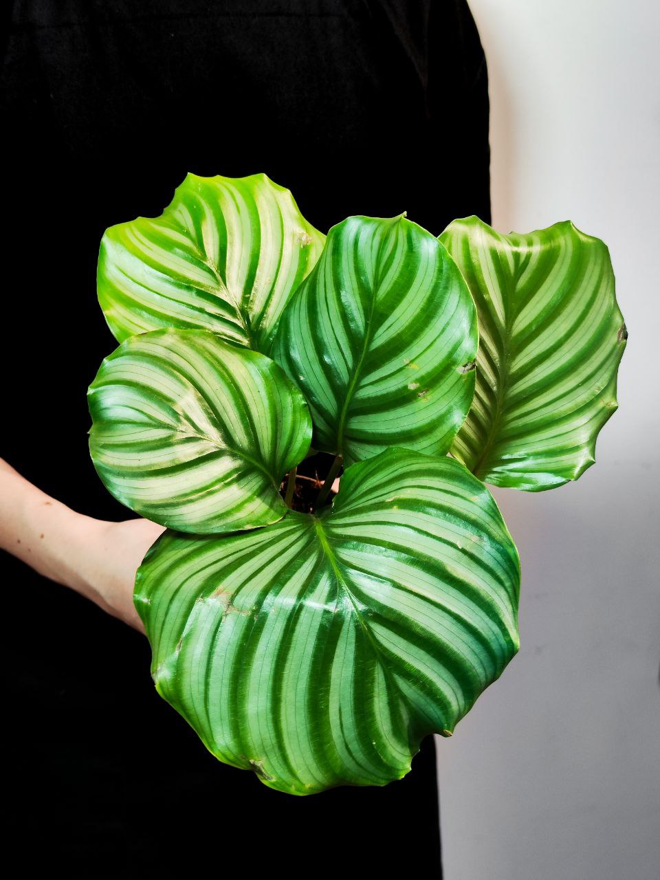 Калатея Орбифолия (Calathea Orbifolia) D11см