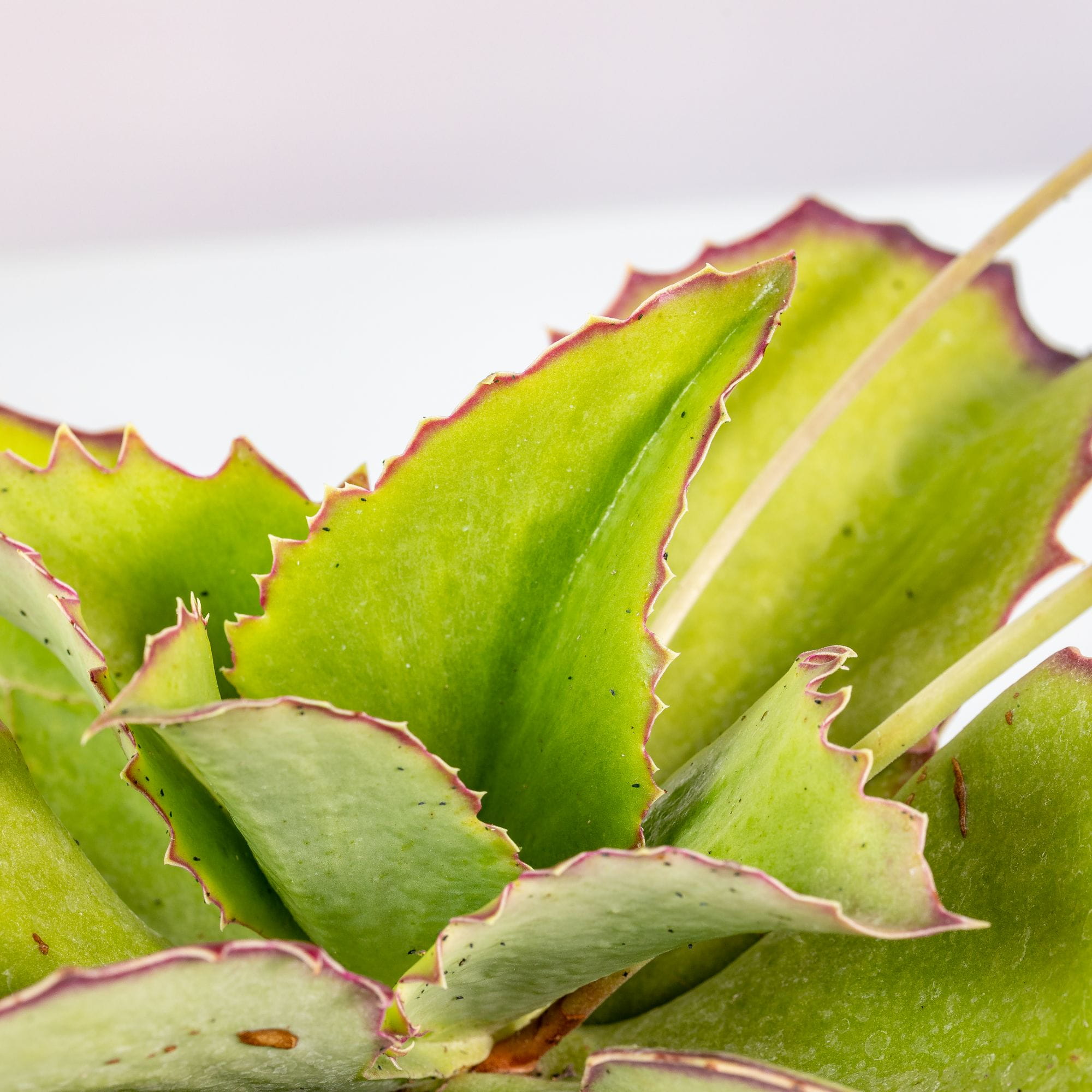 Каланхое Синсепала (Kalanchoe Synsepala) D5см
