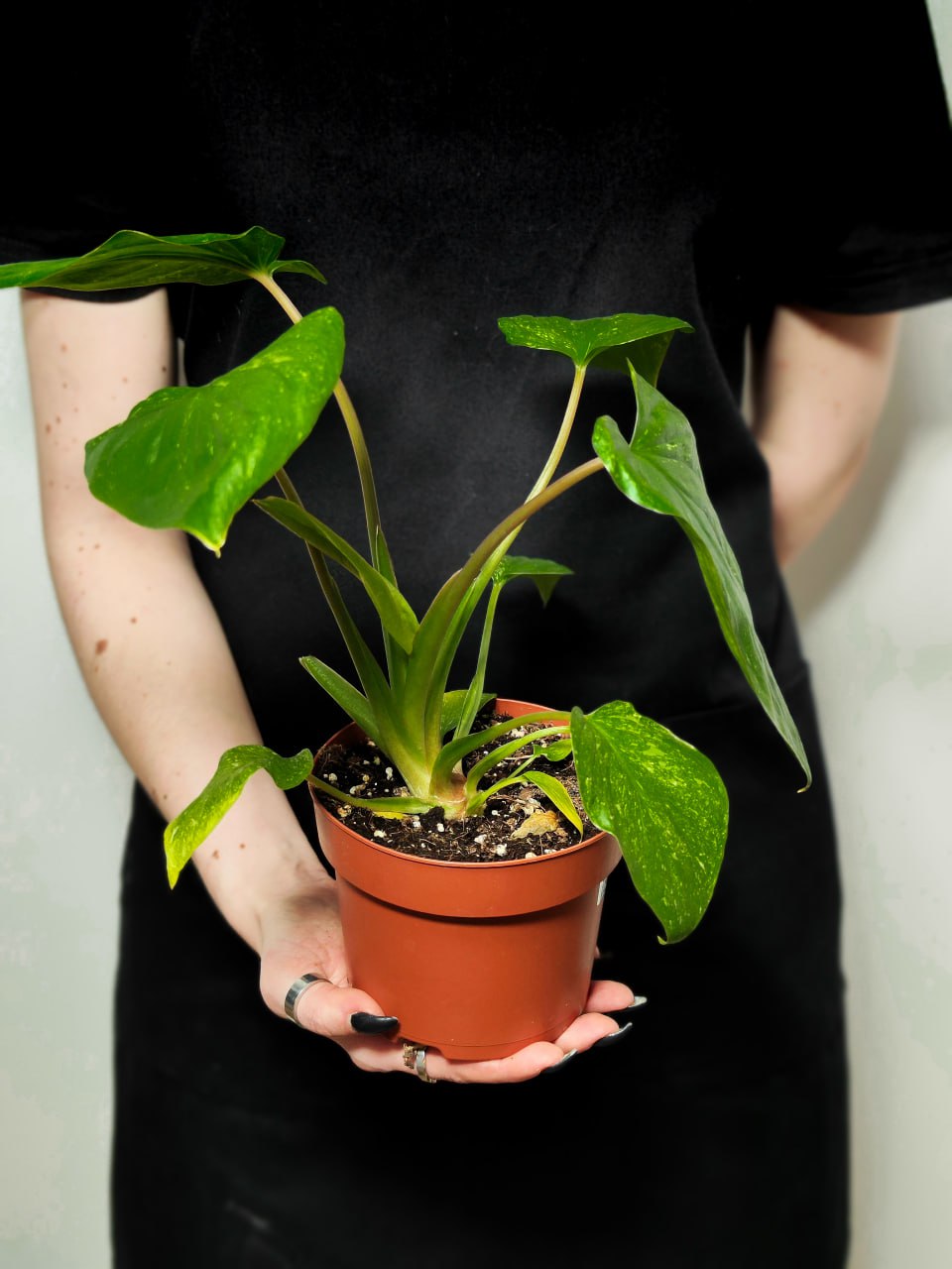 Хомаломена Рубесценс Вариегатная (Homalomena Rubescens White Variegated) D12см