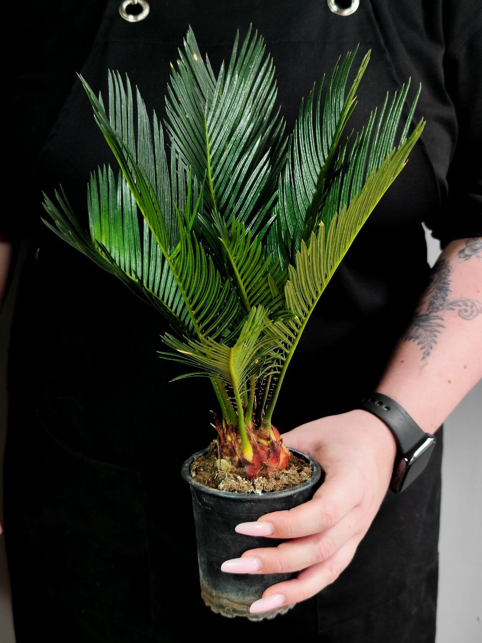 Цикас Революта (Cycas Revoluta) D9см