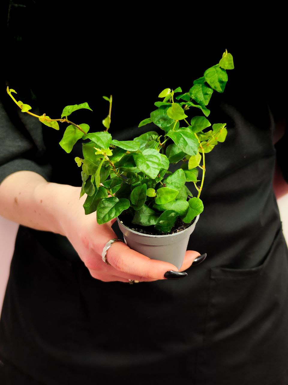 Фикус Пумила Арина (Ficus Pumila Arina) D6см