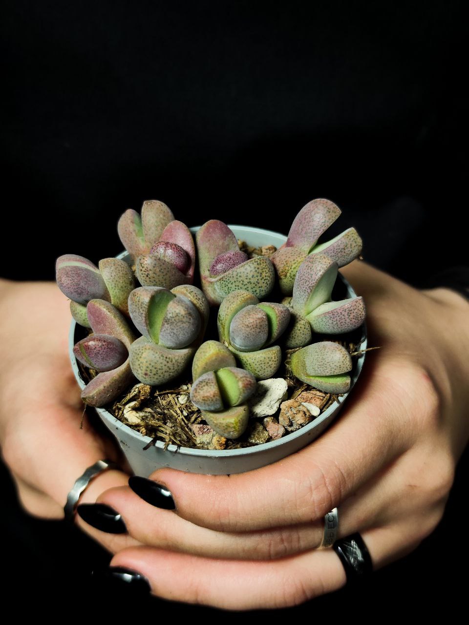 Плейоспилос Неля Рубра (Pleiospilos Nelii Rubra) D6,5см