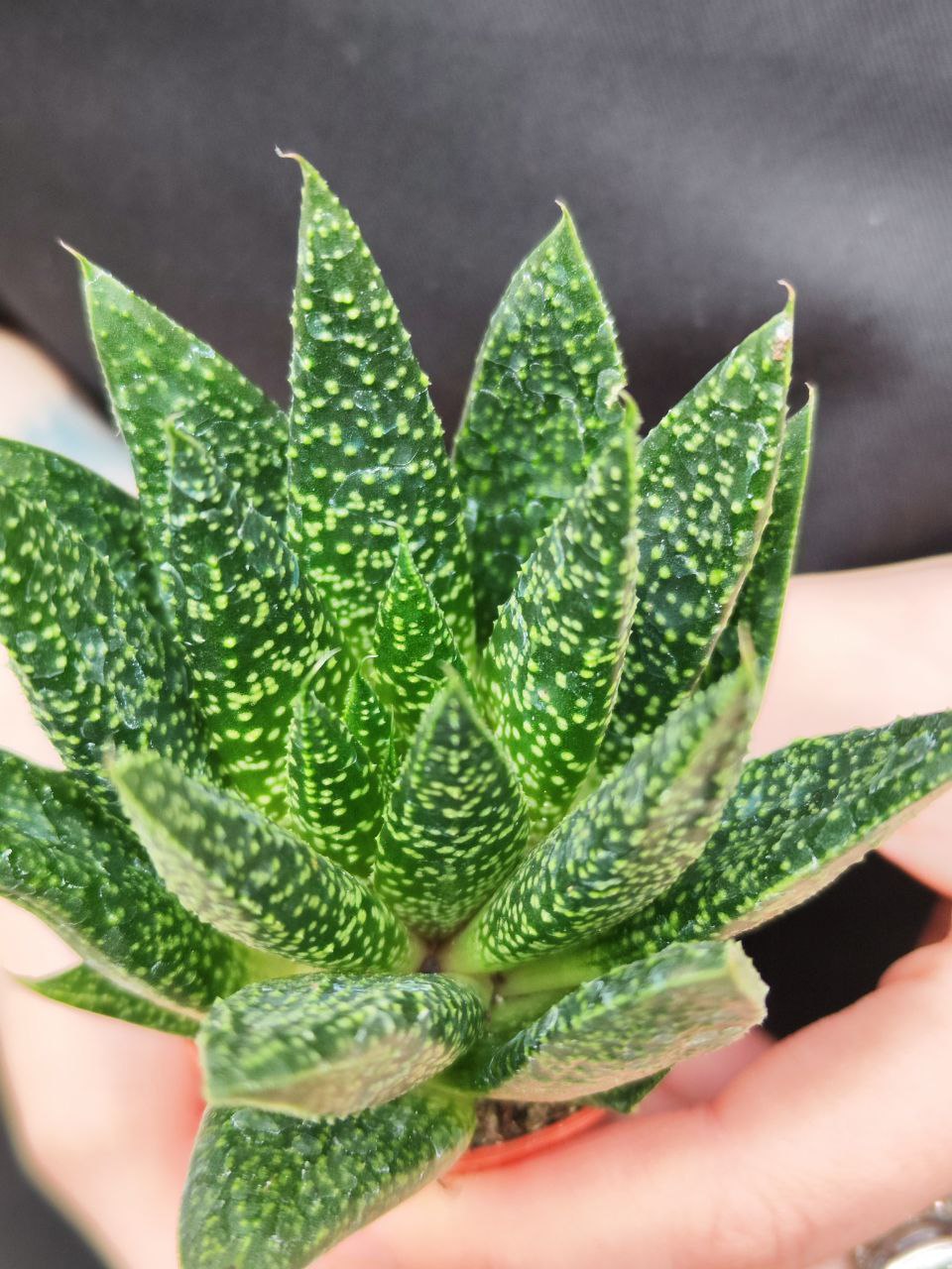 Гастерия Дуэ (Gasteria Due) D5см