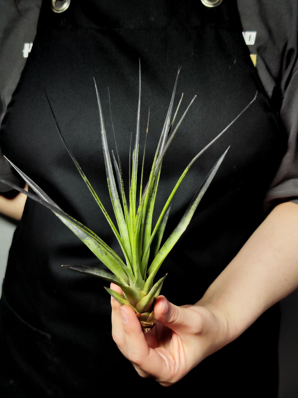 Тилландсия Капитата Блэк (Tillandsia Capitata Black)