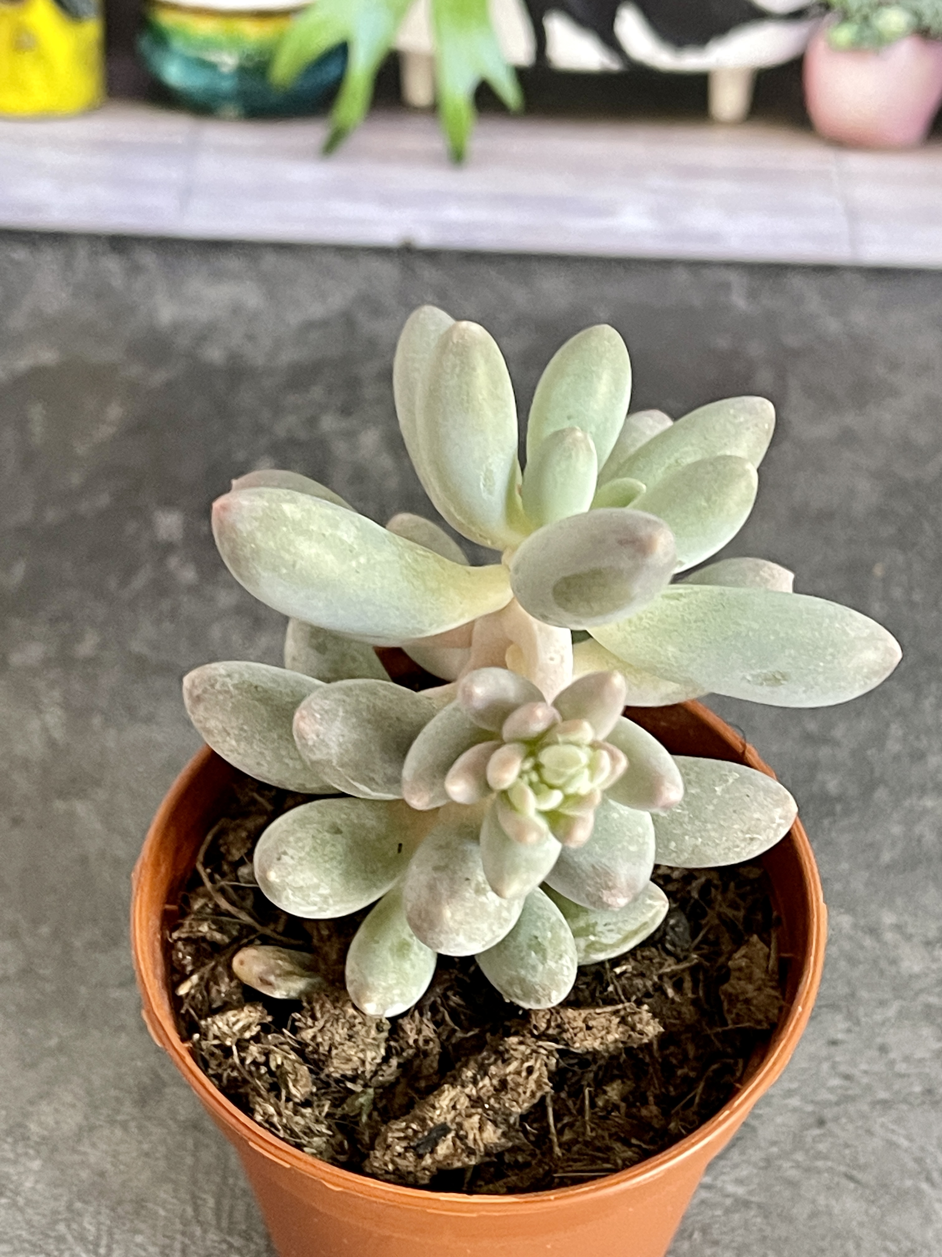 Пахифитум Мачуковый (Pachyphytum Machucae) D5см