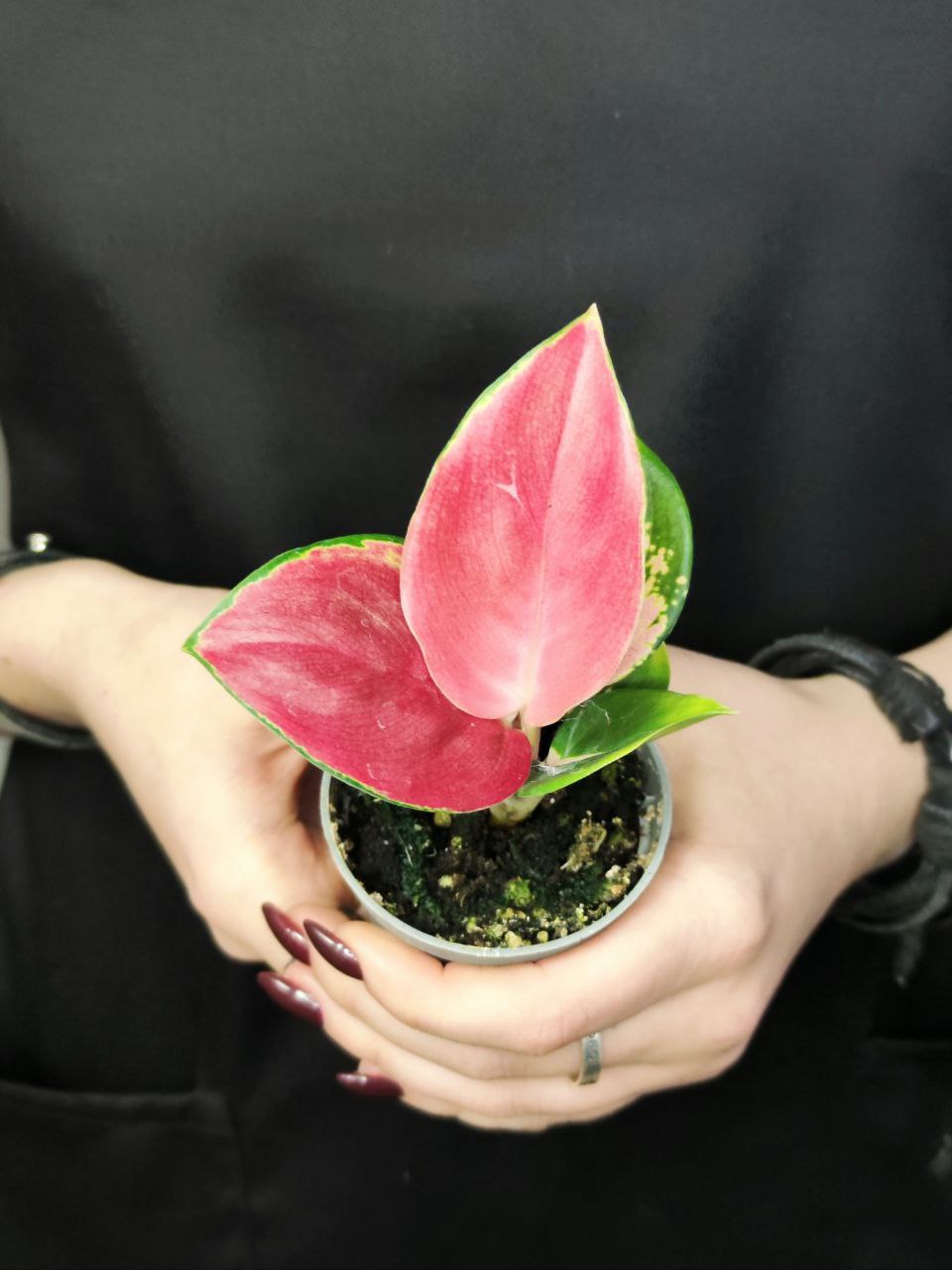 Аглаонема Красный Дракон (Aglaonema Red Dragon) D6см