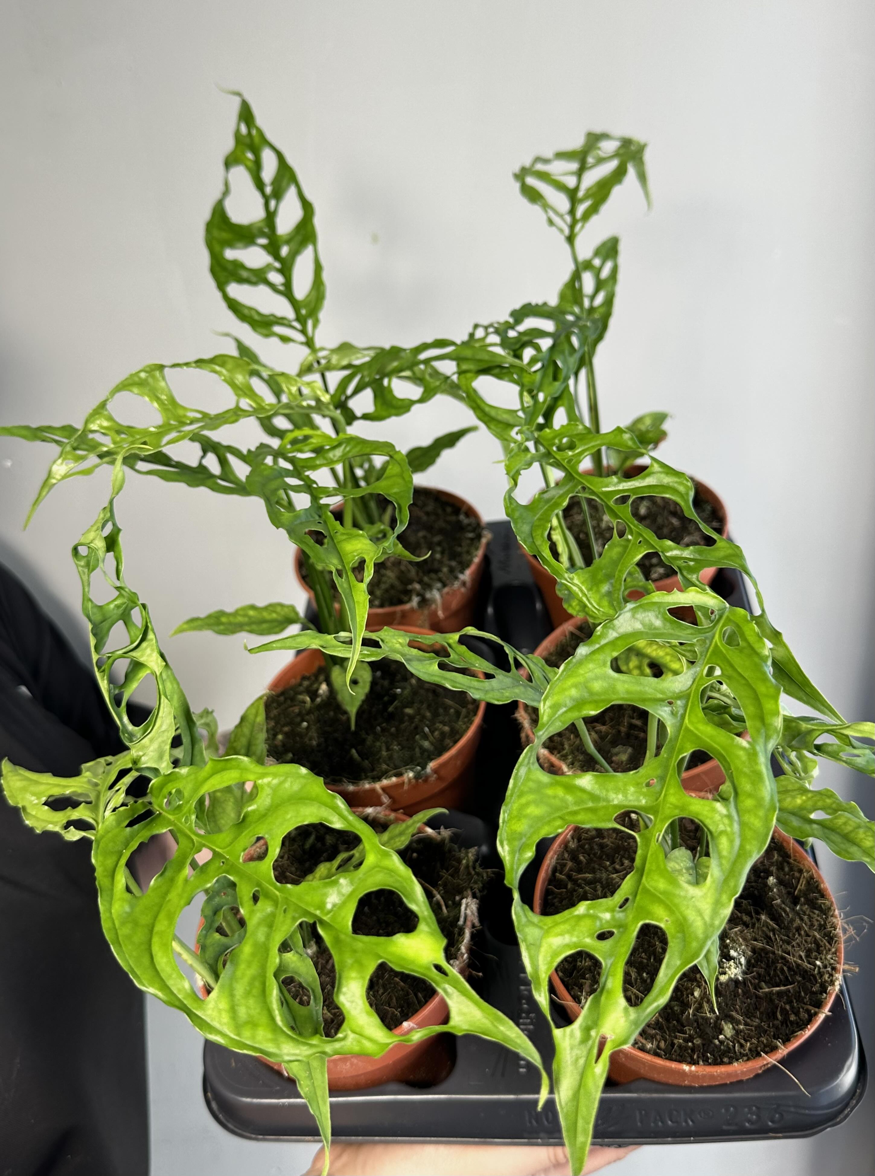 Монстера Обликва Перу (Monstera Obliqua Peru) D12см