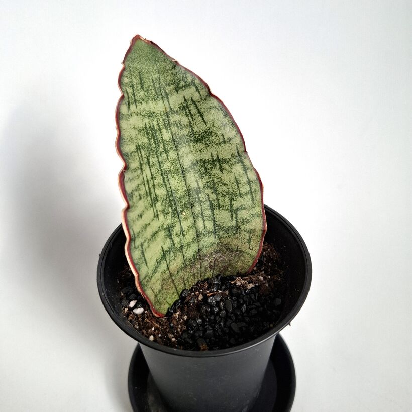 Сансевиерия Стар Грин, Мини Лист (Sansevieria Star Green) D7,5см