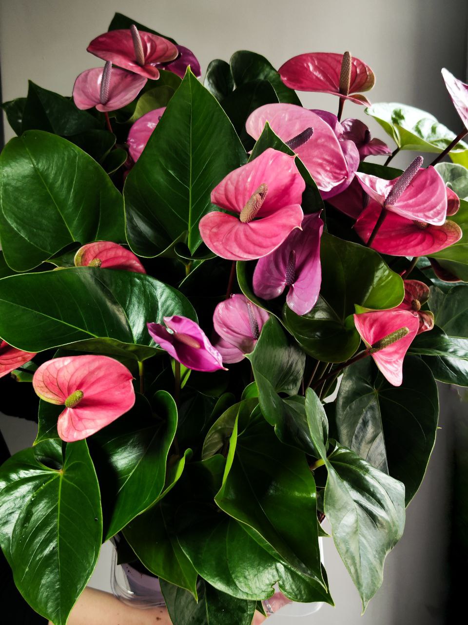 Антуриум Кавалли (Anthurium Cavalli) D14см