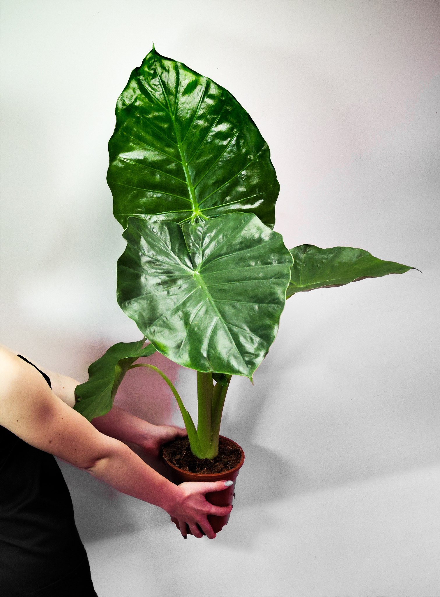Алоказия Макрориза (Alocasia Macrorrhiza) D17см