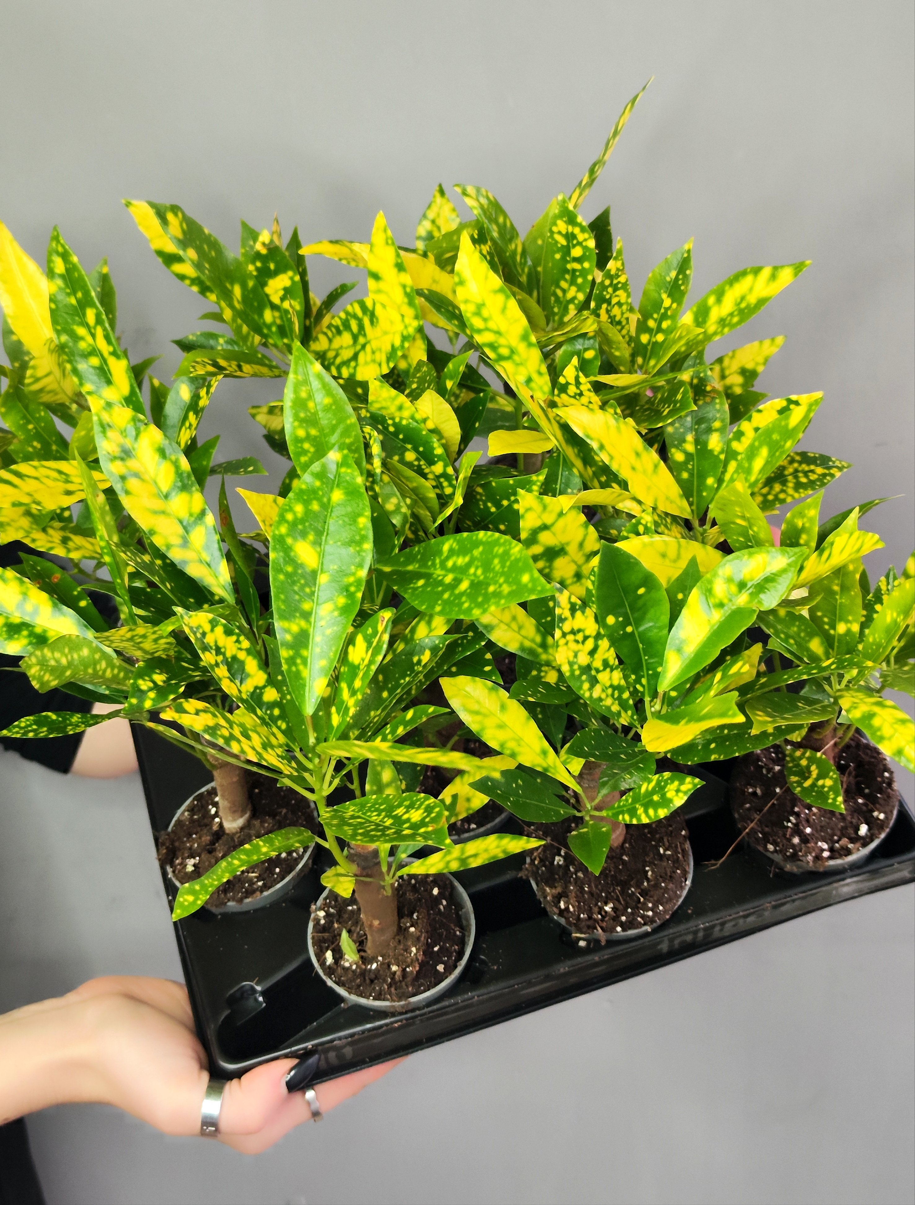 Кодиеум, или Кротон Аукуболистный (Codiaeum Aucubaefolia) D6см