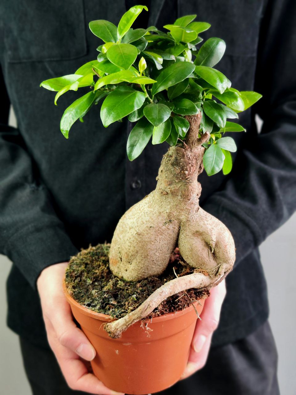 Фикус Микрокарпа Гинсенг (Ficus Ginseng) D17см