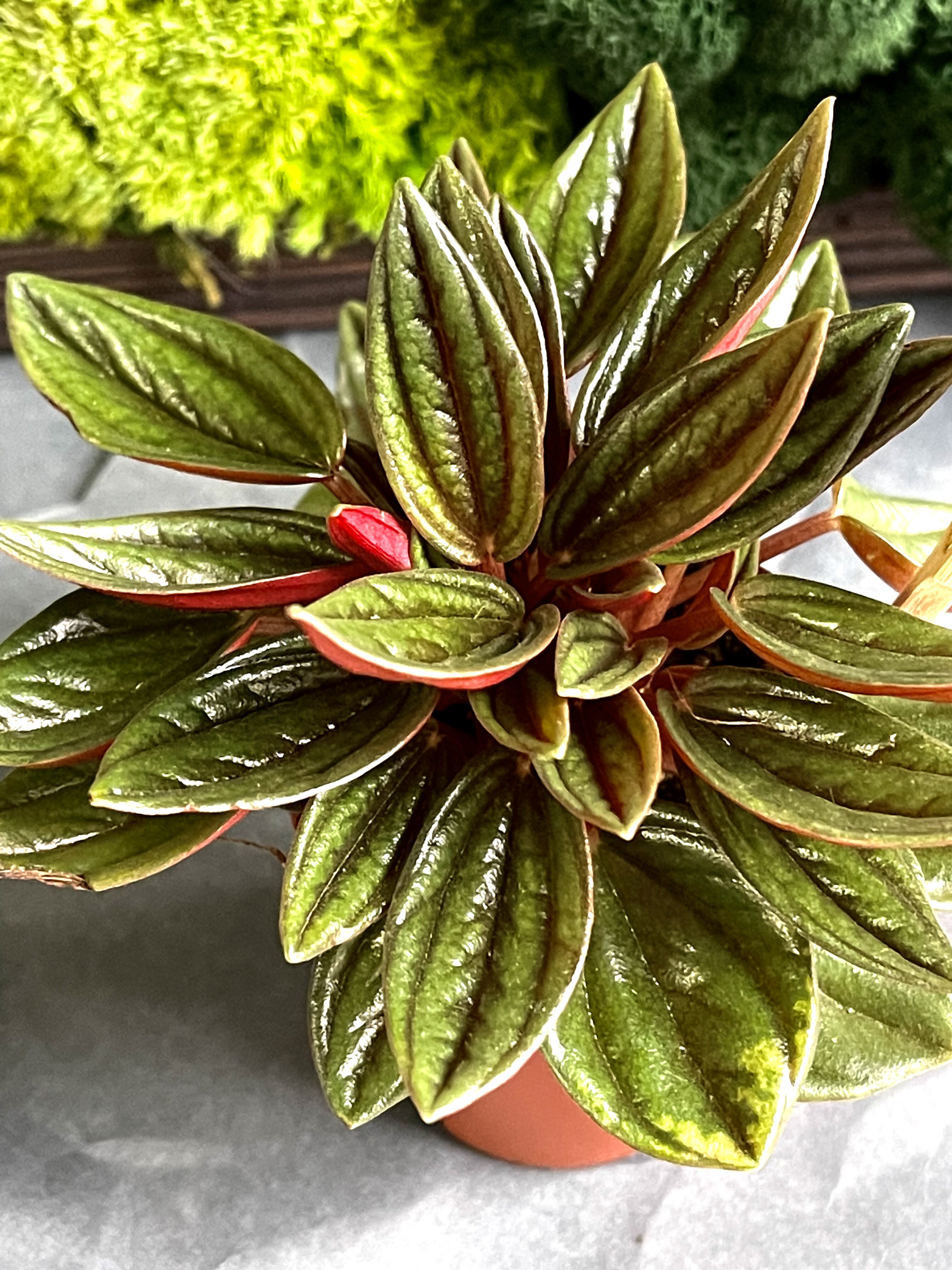 Пеперомия Россо (Peperomia Rosso) D5см
