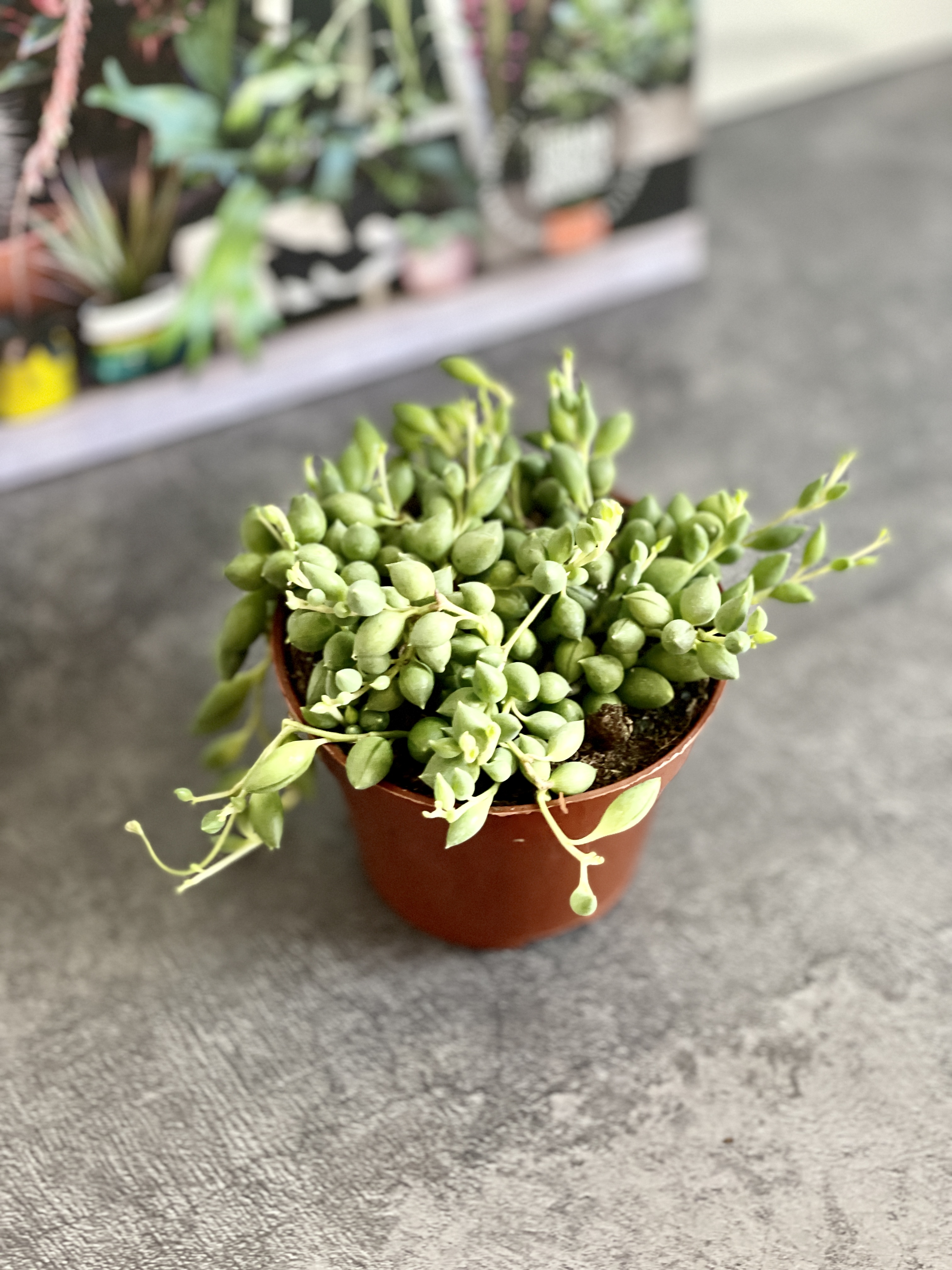 Крестовник Геррейна (Senecio Herreianus) D8,5см