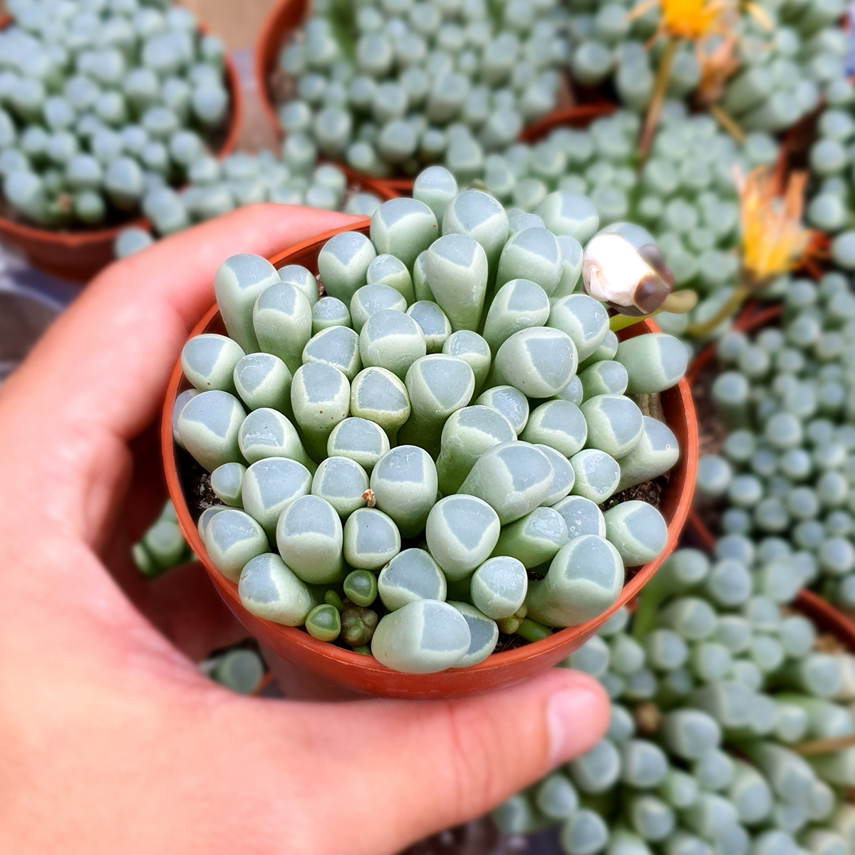 Литопсы Фенестрария Аурантика (Fenestraria Aurantiaca) D8,5см