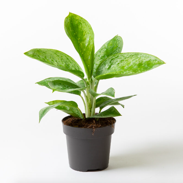 Аглаонема Лемон Минт (Aglaonema Lemon Mint) D12см