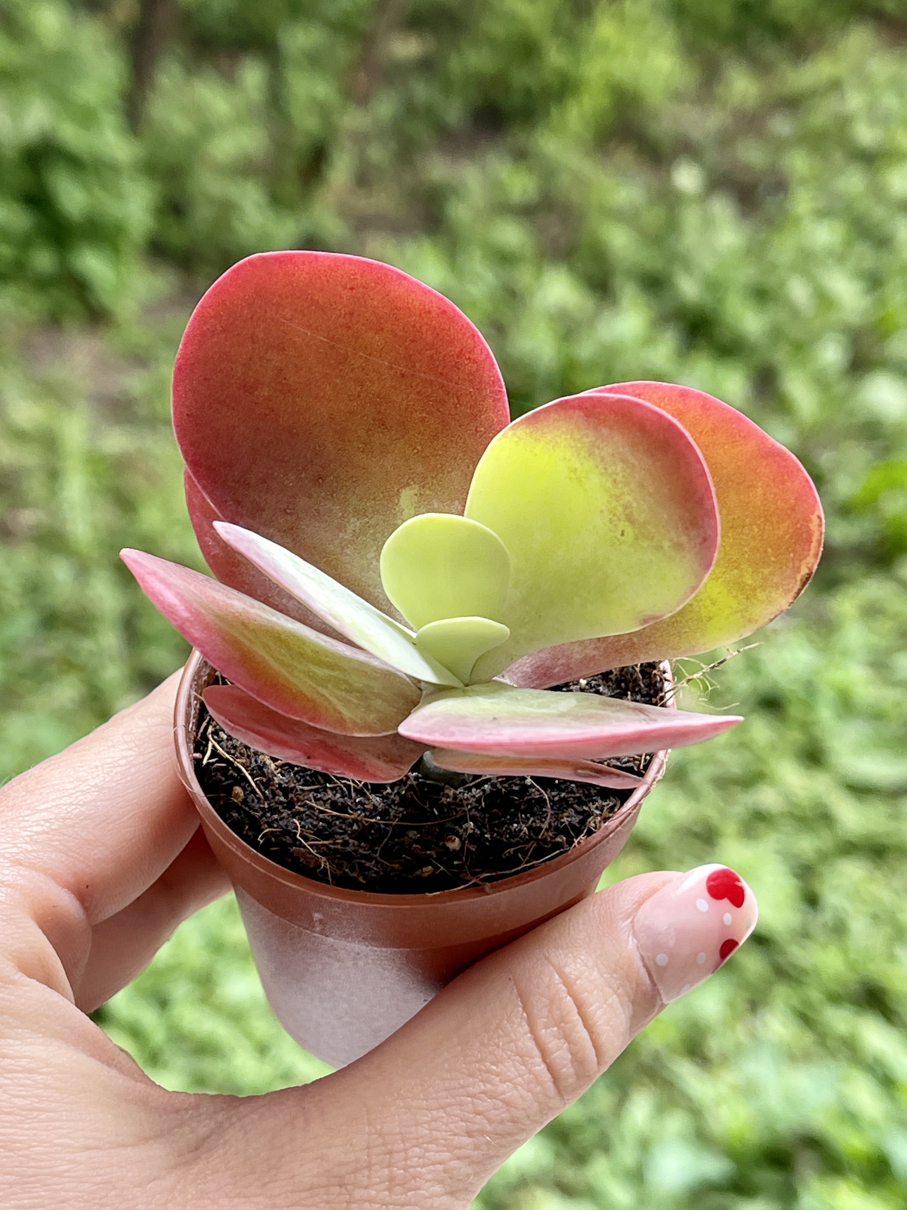 Каланхоэ Тирсифлора Ред Липс (Kalanchoe Thyrsiflora Red Lips) D5см