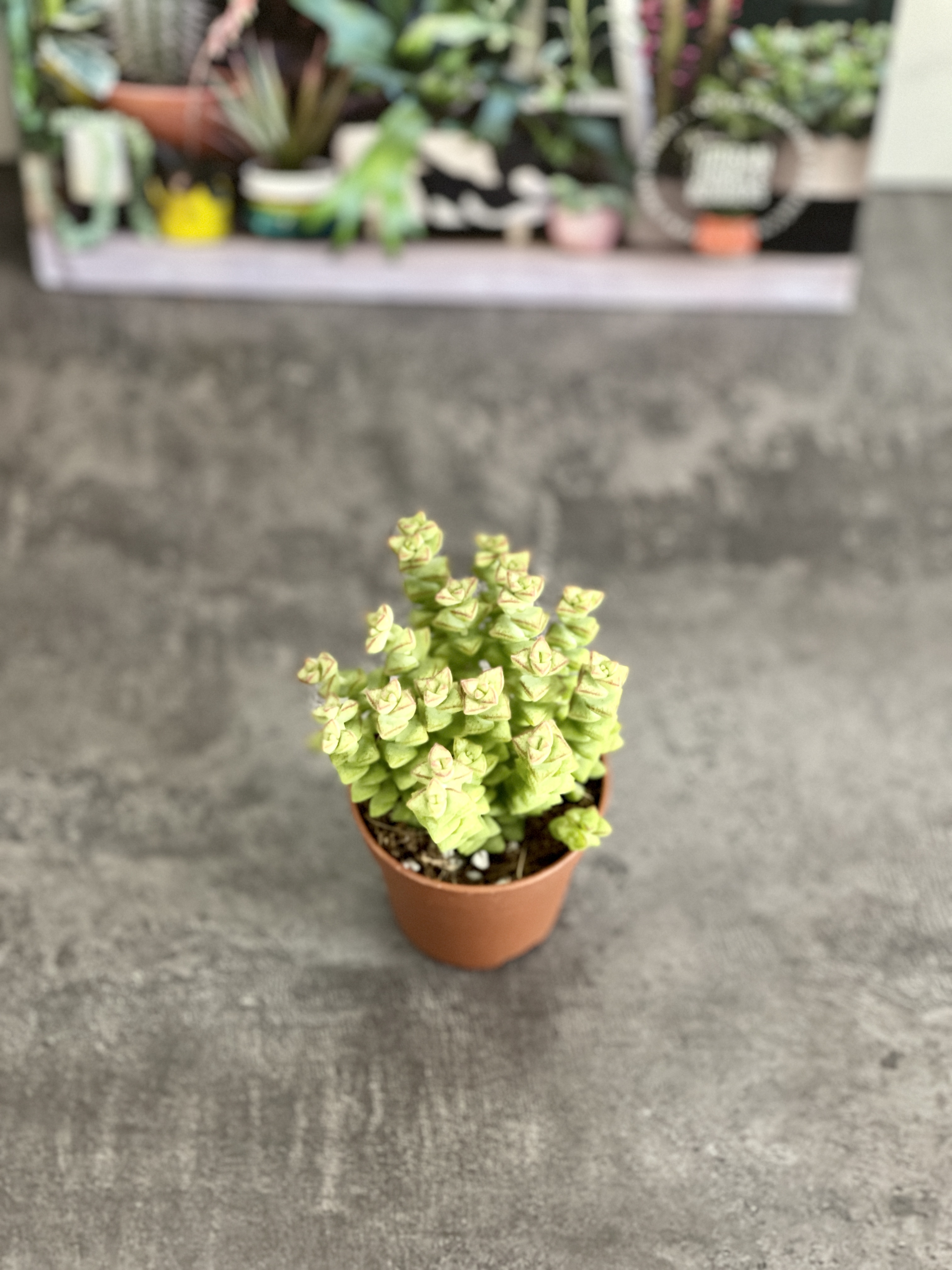 Крассула Рупестрис Том Тумб (Crassula Tom Thumb) D5см