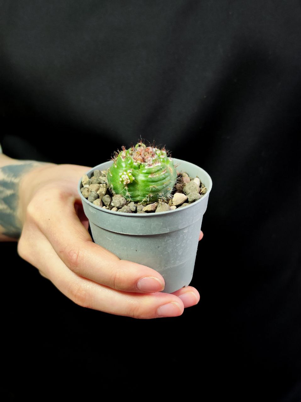 Нотокактус Юбельмана Монструозо (Notocactus Uebelmannianus Mostruoso) D6,5см