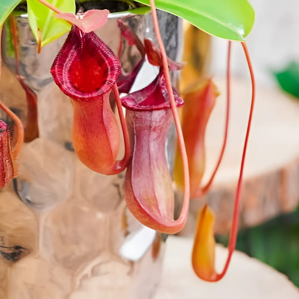 Непентес Гибрид Лоуи X Вентрикоза (Nepenthes lowii х Ventricosa) D9см