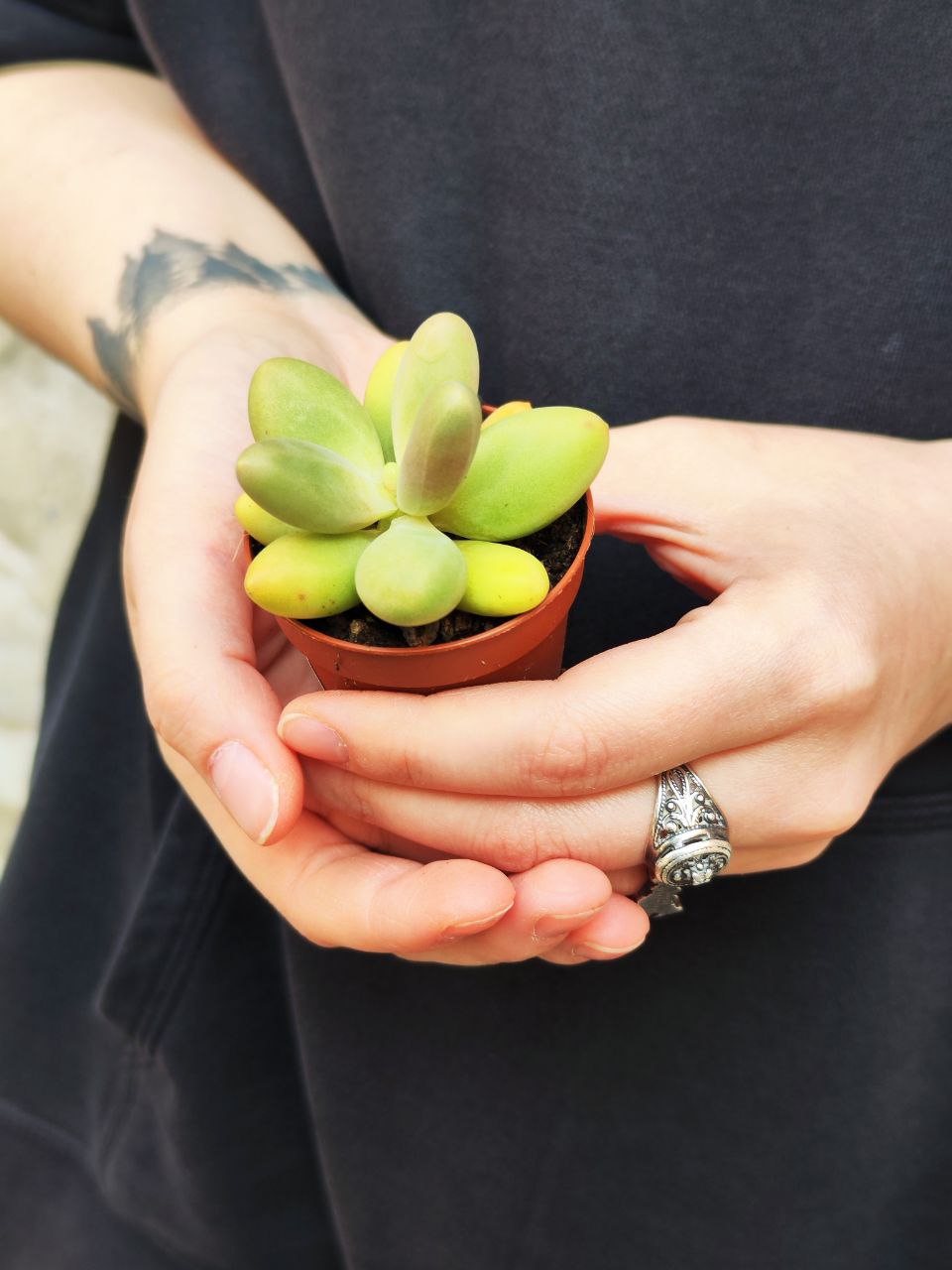 Пахифитум Овиферум Даймонд (Pachyphytum Oviferum Diamond) D5см
