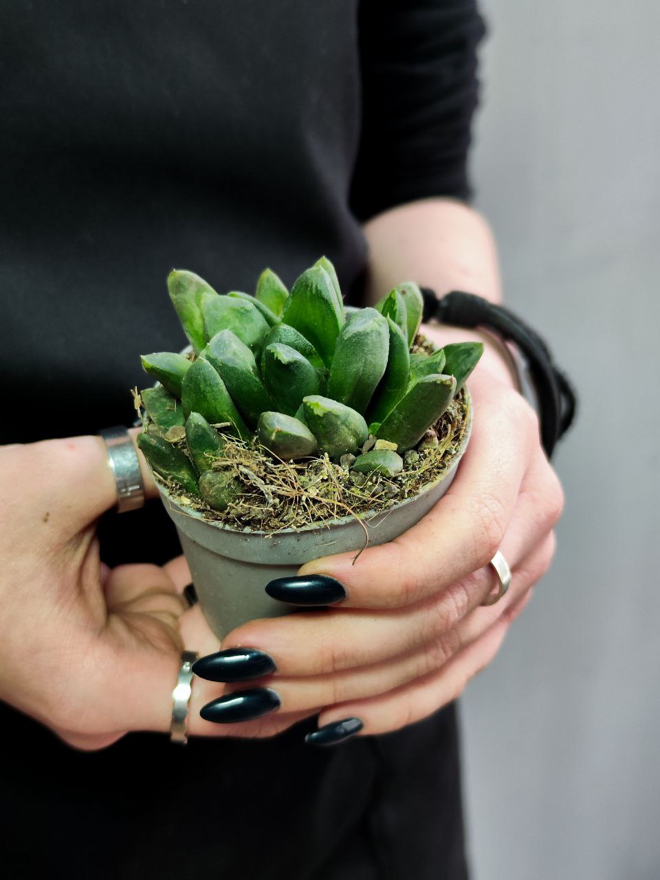 Хавортия Маугани (Haworthia Maughanii) D6,5см