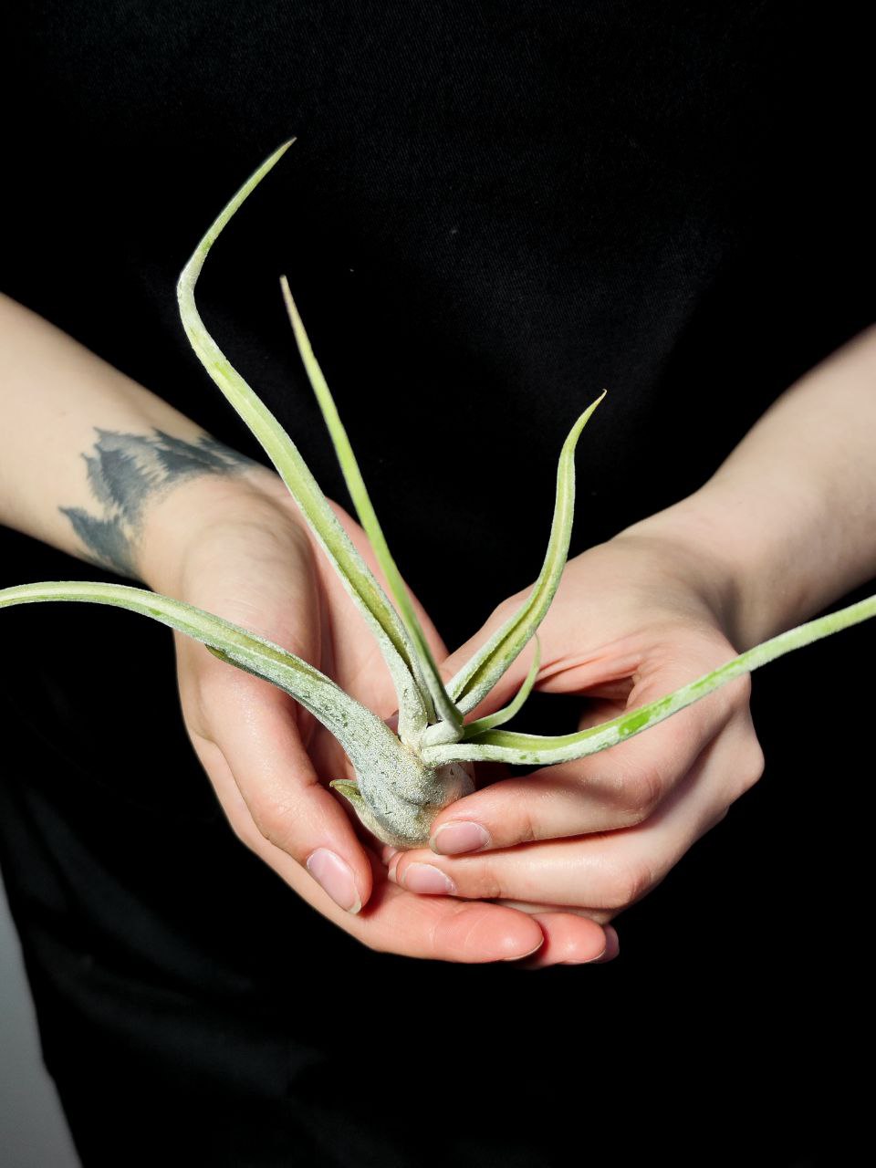 Тилландсия Голова Медузы Большая (Tillandsia Caput Medusae Magnus)