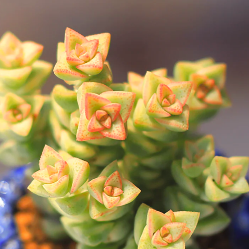 Крассула Рупестрис Том Тумб (Crassula Tom Thumb) D5см