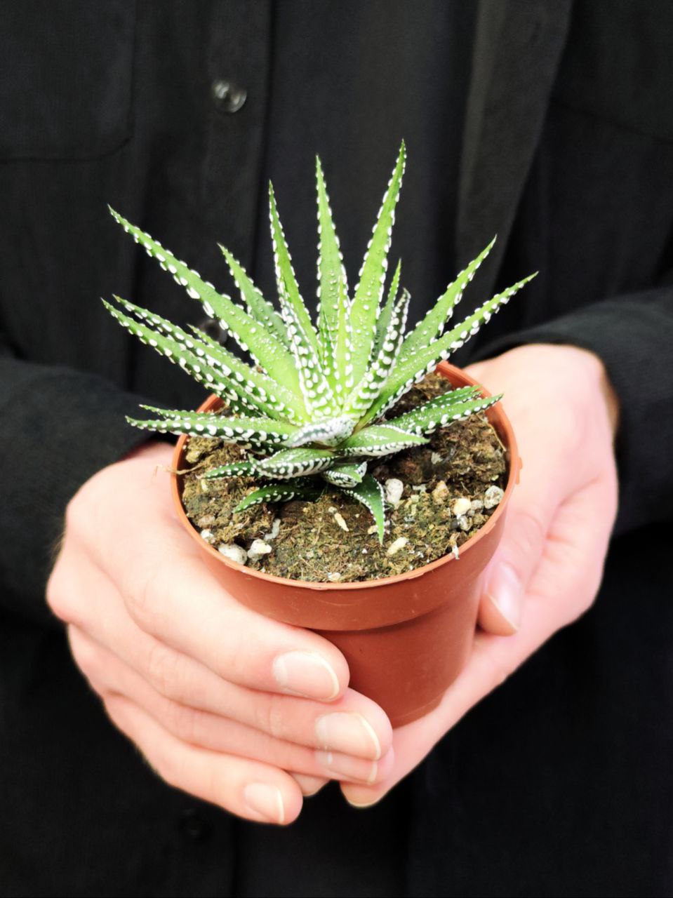 Хавортия Фасциата Альба (Haworthia Fasciata Alba) D8см