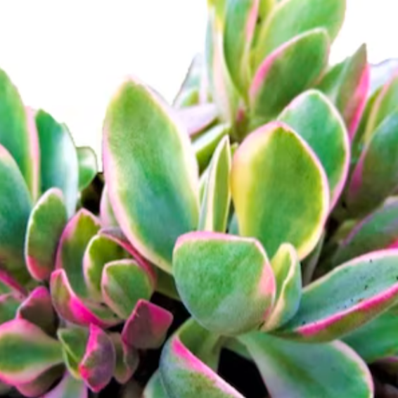 Крассула Овата Аргенти (Crassula Argentea) D5см