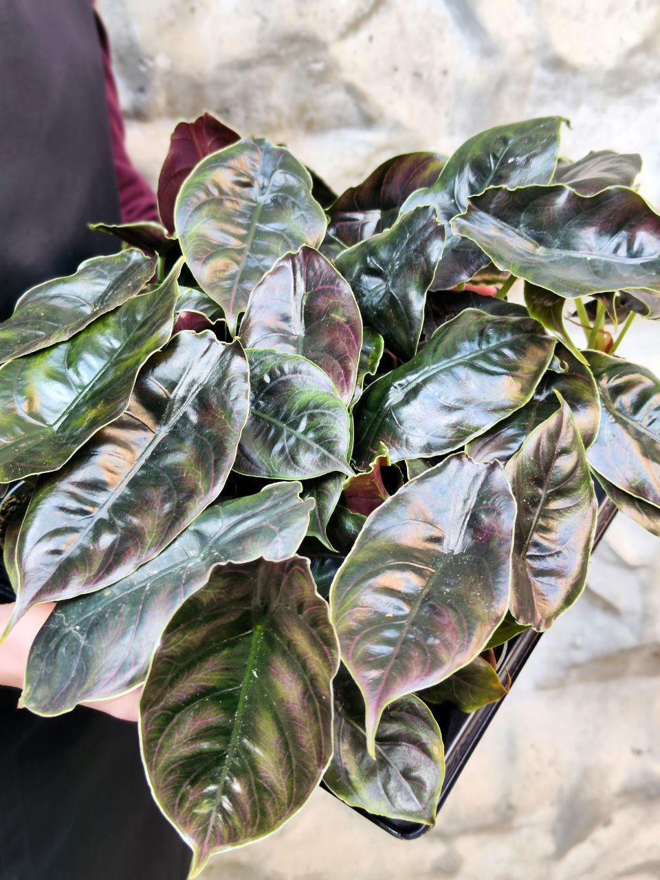 Алоказия Азлани (Alocasia Azlanii) D6см