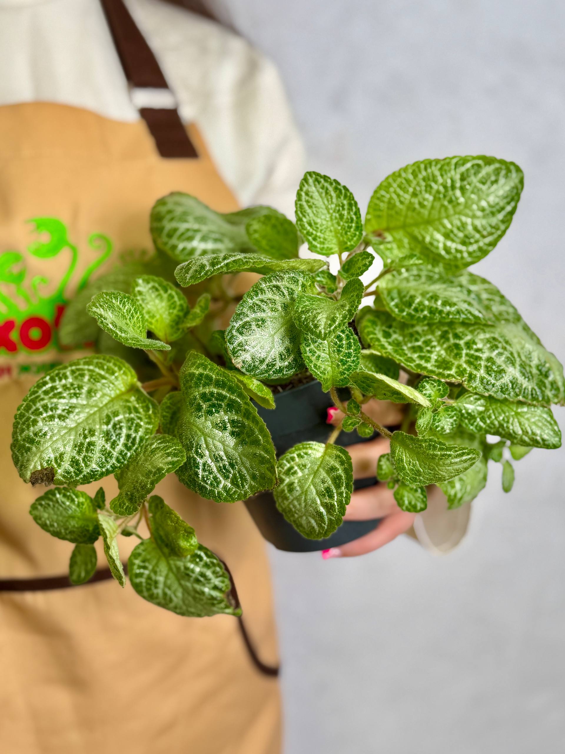 Эписция Медная Минти (Episcia Cupreata Minty) D12см