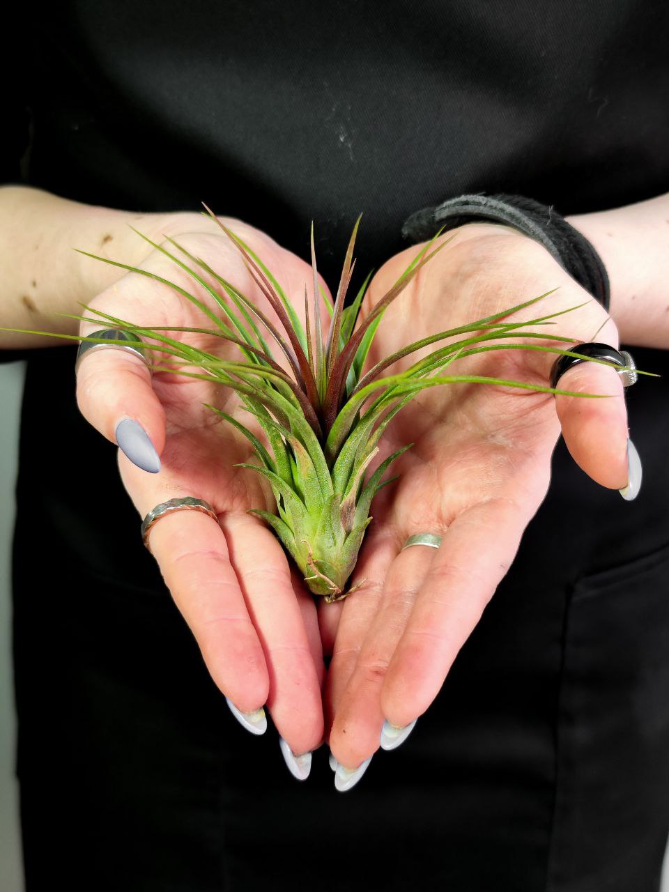 Тилландсия Рейнфорест Ред (Tillandsia Rainforest Red)