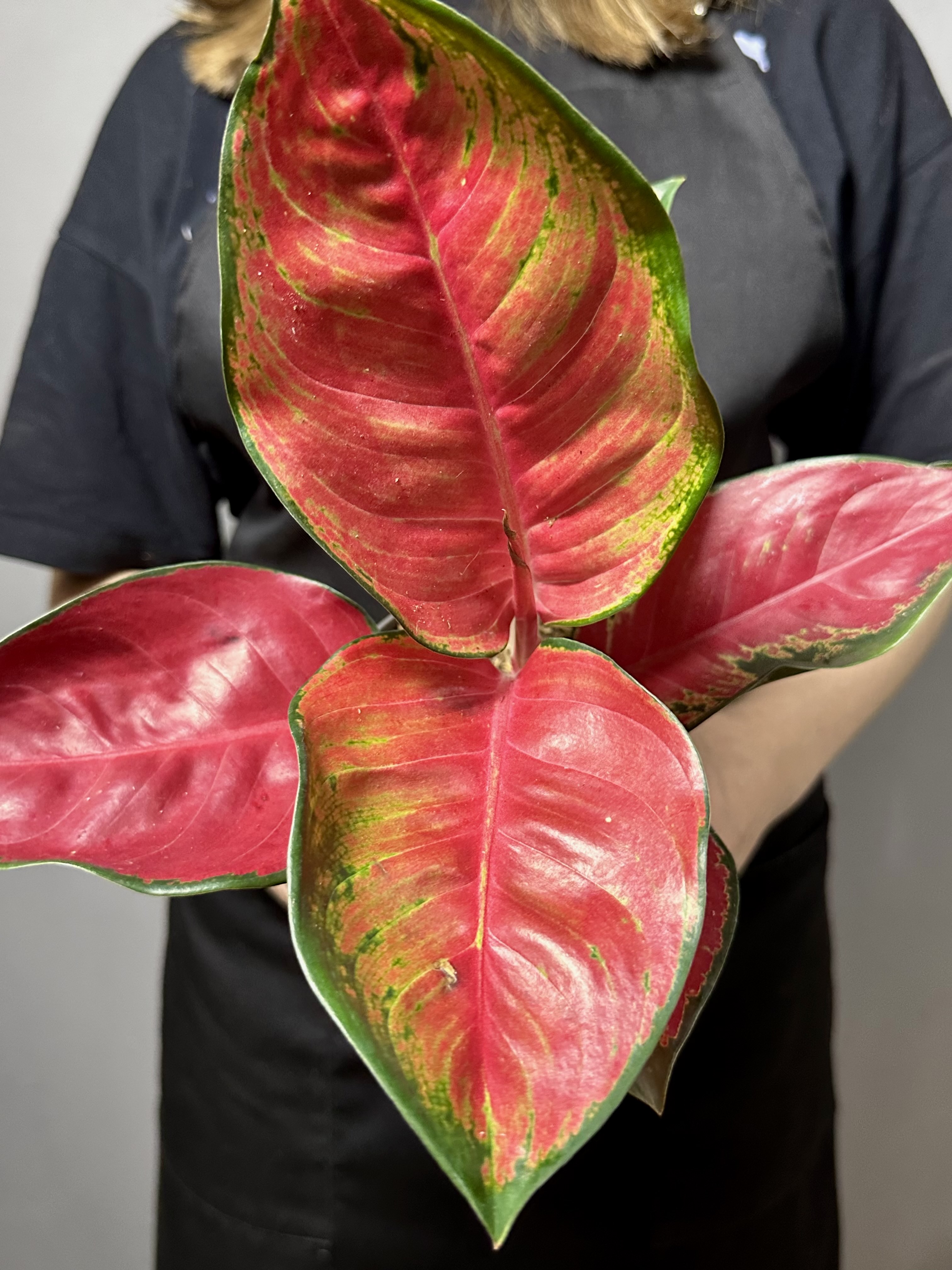 Аглаонема Чили Ред (Aglaonema Chili Red) D12см