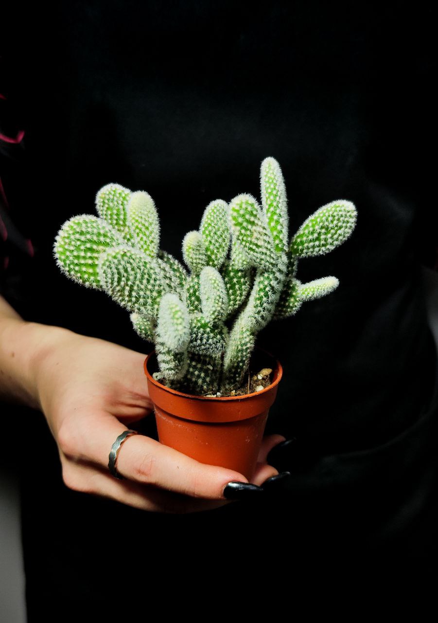 Опунция Микродазис Альба Дабл (Opuntia Microdasys Alba Double) D5см