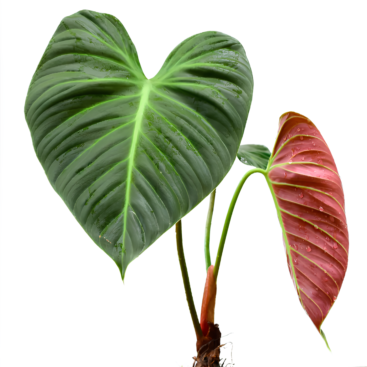 Филодендрон Эль Чоко Ред (Philodendron El Choco Red) D6см