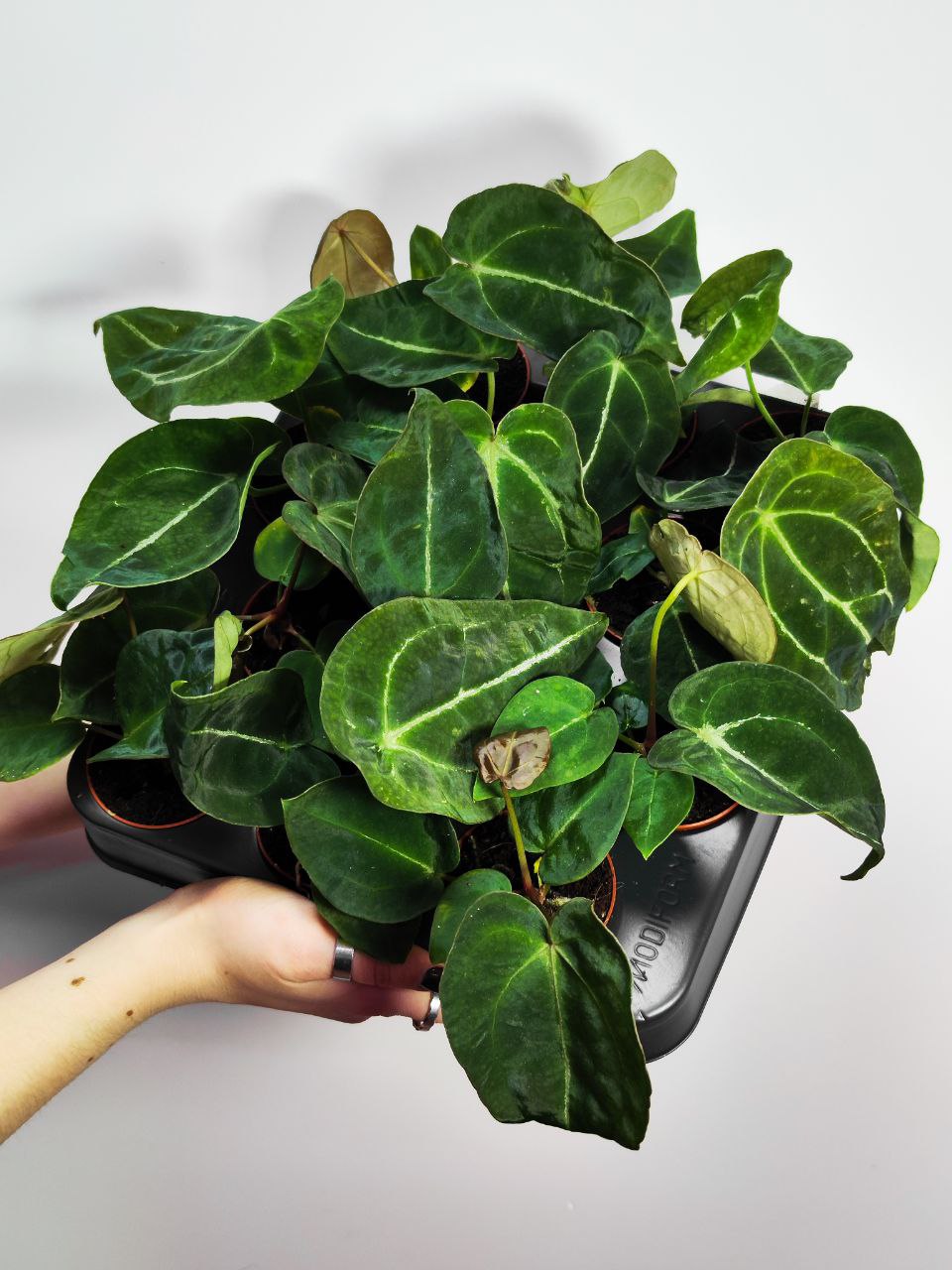 Антуриум Форгети (Anthurium Forgetii x Nigrolaminum) D6см