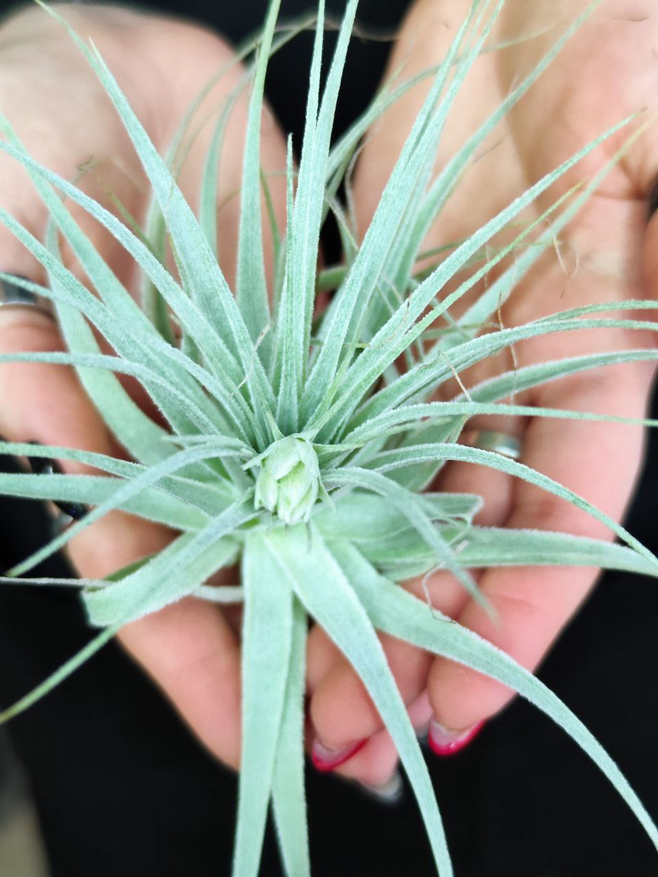 Тилландсия Гарденера (Tillandsia Gardneri)