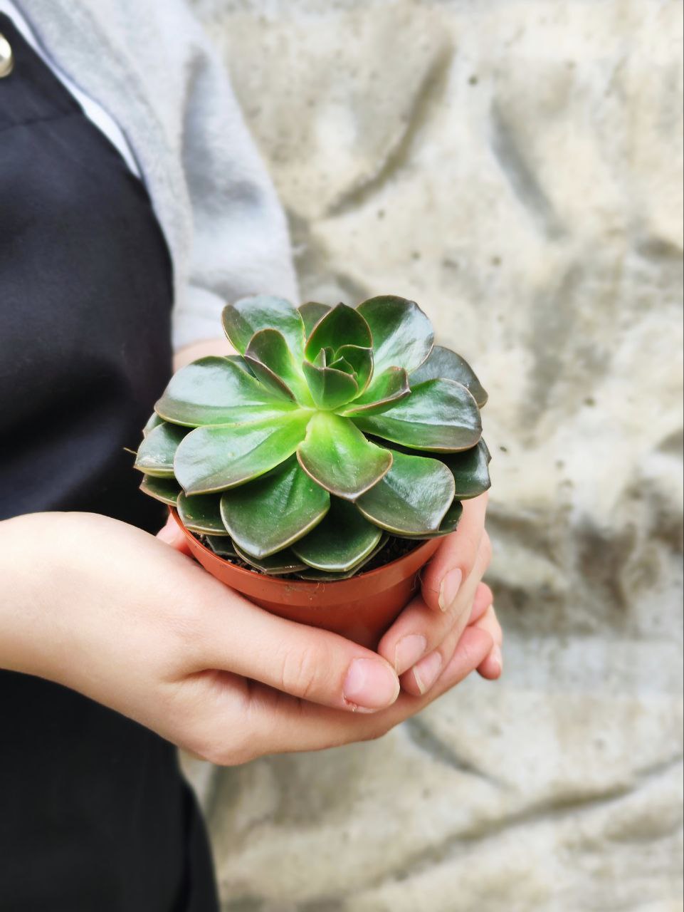Эхеверия Блэк Мэджик (Echeveria Black Magic) D8см