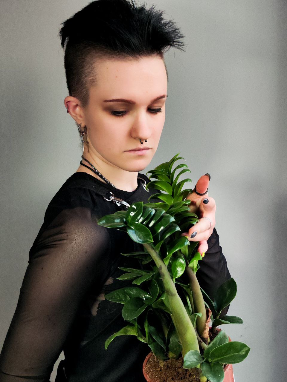 Замиокулькас Зензи (Zamioculcas Zenzi) D14см