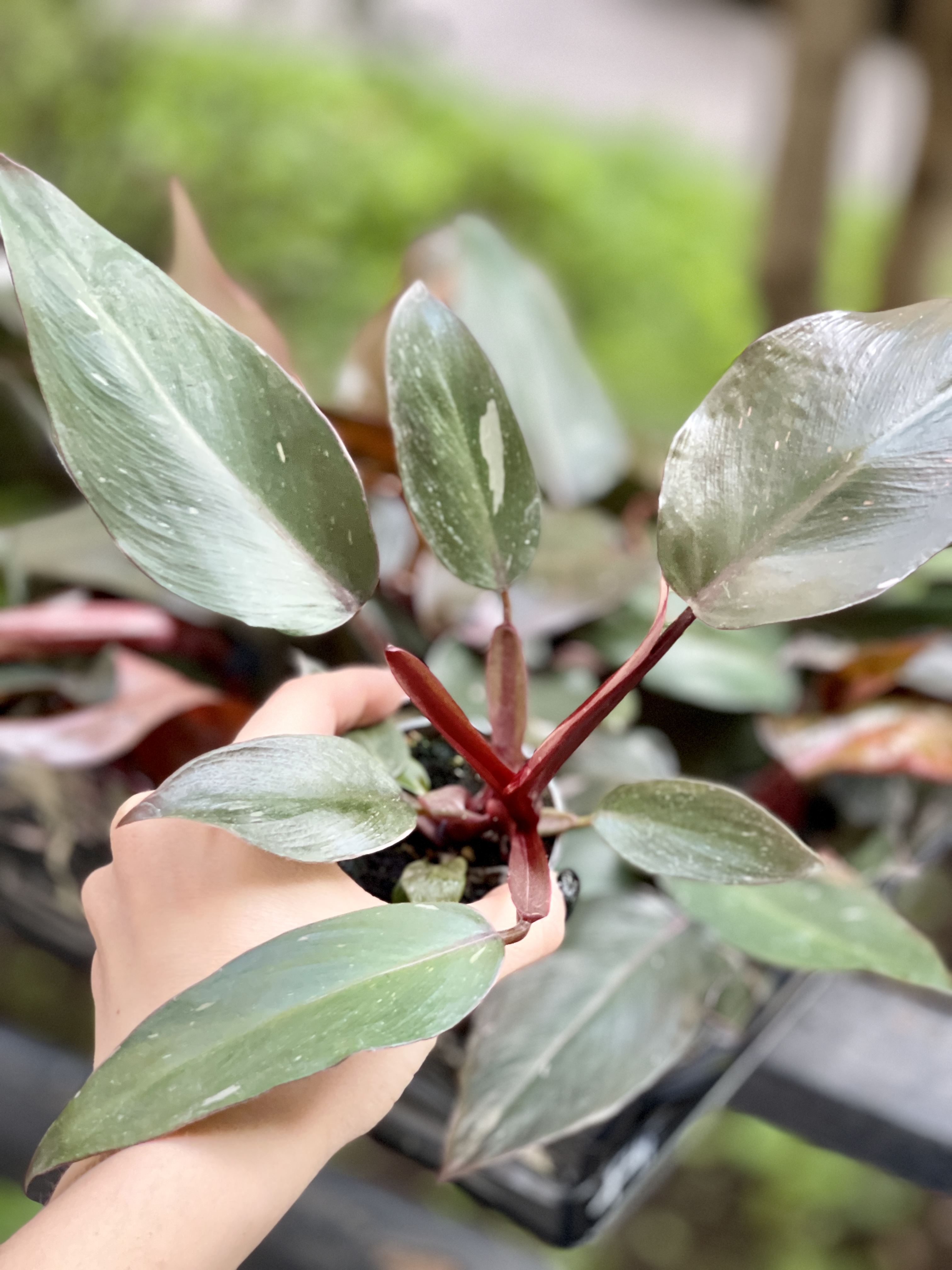 Филодендрон Пинк Принцесс (Philodendron Pink Princess) D6см
