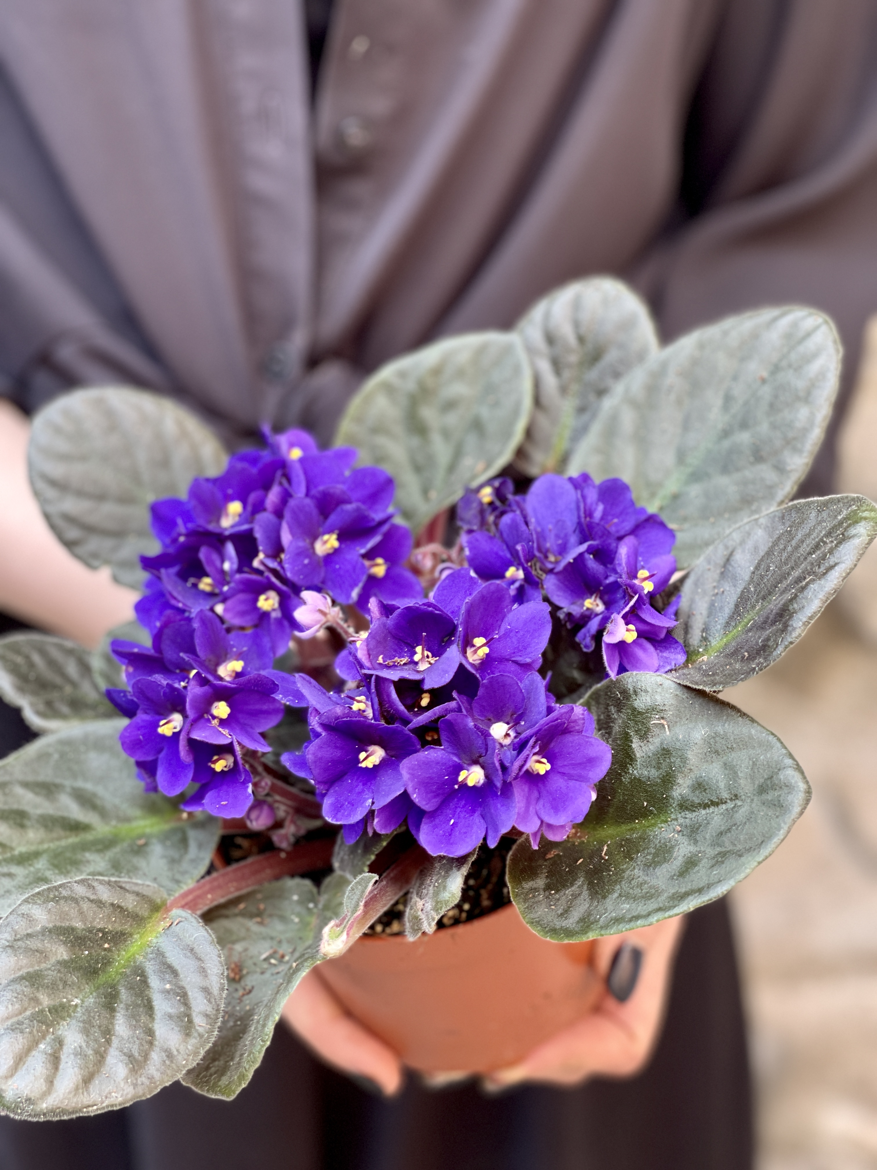 Сенполия Фиолетовая, или Фиалка (Saintpaulia Violet) D10см