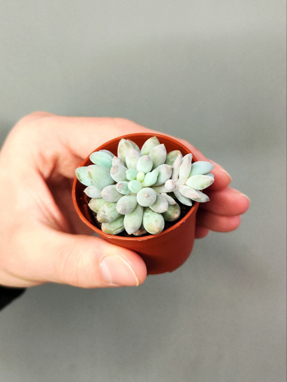 Пахифитум Мачуковый (Pachyphytum Machucae) D5см
