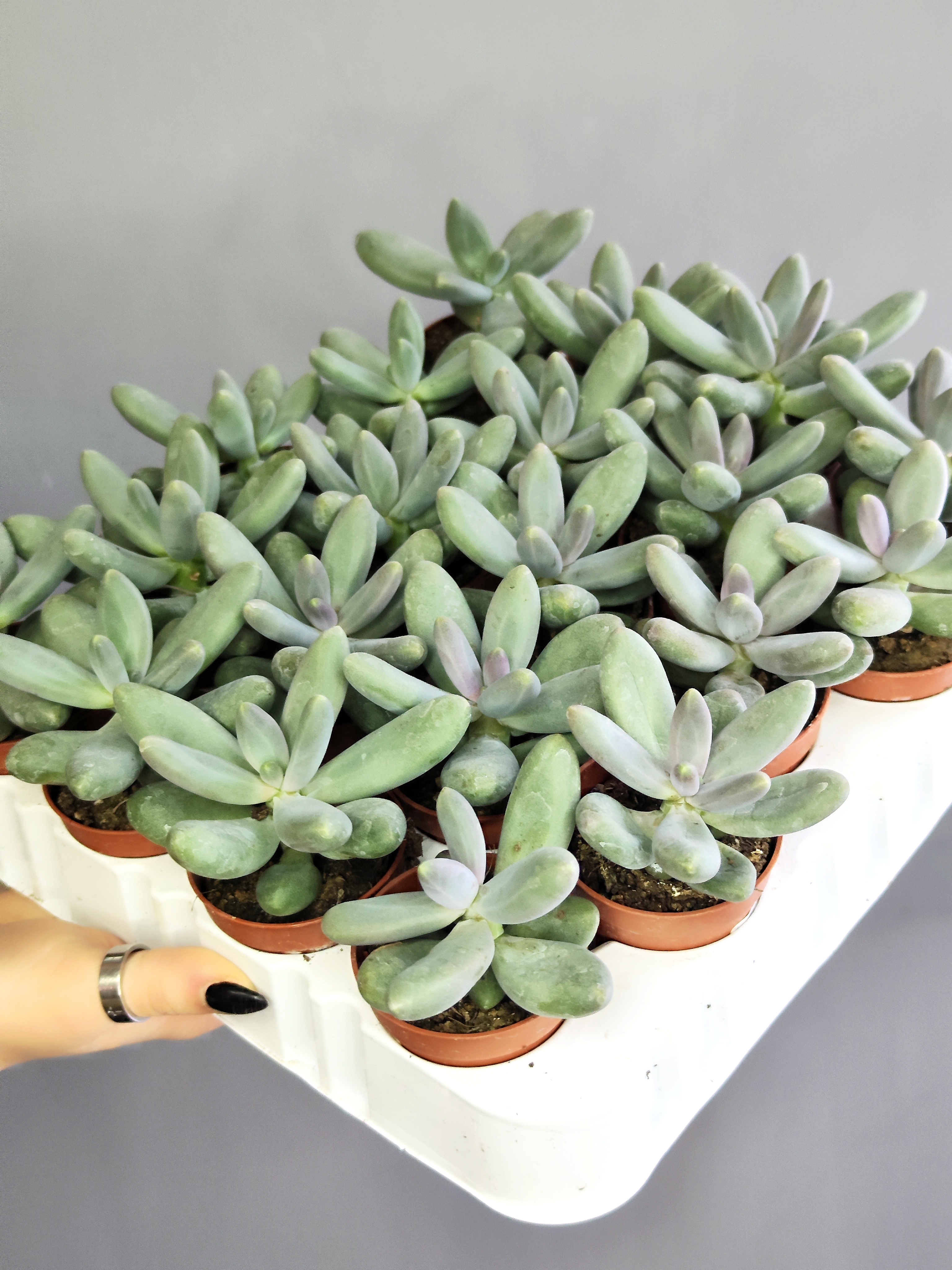 Пахифитум Овиферум Даймонд (Pachyphytum Oviferum Diamond) D5см