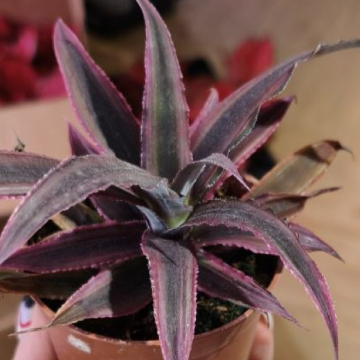 Криптантус Китайский Гибрид (Cryptanthus Bromelioides Hybrid) D8см